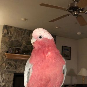 Meet your Posher, Dez